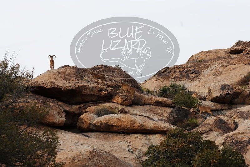 

Filename: SRM_20180314_1701220.jpg
Aperture: f/5.6
Shutter Speed: 1/640
Body: Canon EOS-1D Mark II
Lens: Canon EF 85mm f/1.2 L II