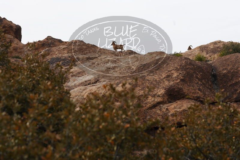 

Filename: SRM_20180314_1702030.jpg
Aperture: f/5.6
Shutter Speed: 1/640
Body: Canon EOS-1D Mark II
Lens: Canon EF 85mm f/1.2 L II