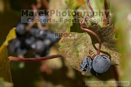 

Filename: crw_2076_std.jpg
Aperture: f/6.3
Shutter Speed: 1/320
Body: Canon EOS DIGITAL REBEL
Lens: Canon EF 50mm f/1.8 II