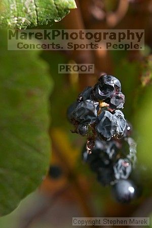 

Filename: crw_2080_std.jpg
Aperture: f/3.5
Shutter Speed: 1/200
Body: Canon EOS DIGITAL REBEL
Lens: Canon EF 50mm f/1.8 II