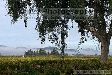 

Filename: crw_2083_std.jpg
Aperture: f/22.0
Shutter Speed: 1/30
Body: Canon EOS DIGITAL REBEL
Lens: Canon EF 50mm f/1.8 II