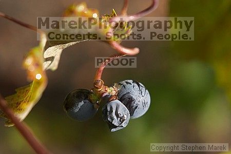 

Filename: crw_2078_std.jpg
Aperture: f/4.0
Shutter Speed: 1/400
Body: Canon EOS DIGITAL REBEL
Lens: Canon EF 50mm f/1.8 II