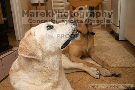 

Filename: crw_2062_std.jpg
Aperture: f/5.6
Shutter Speed: 1/80
Body: Canon EOS DIGITAL REBEL
Lens: Canon EF-S 18-55mm f/3.5-5.6