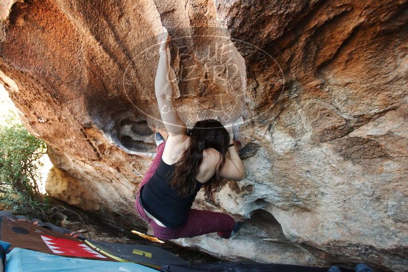 Bouldering in Hueco Tanks on 11/02/2018 with Blue Lizard Climbing and Yoga
Filename: SRM_20181102_1440470.jpg
Aperture: f/4.0
Shutter Speed: 1/250
Body: Canon EOS-1D Mark II
Lens: Canon EF 16-35mm f/2.8 L