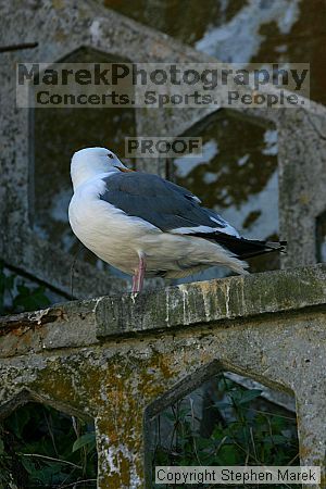 

Filename: img_0245_std.jpg
Aperture: f/5.0
Shutter Speed: 1/400
Body: Canon EOS DIGITAL REBEL
Lens: Canon EF 80-200mm f/2.8 L