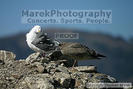 

Filename: img_0251_std.jpg
Aperture: f/2.8
Shutter Speed: 1/4000
Body: Canon EOS DIGITAL REBEL
Lens: Canon EF 80-200mm f/2.8 L