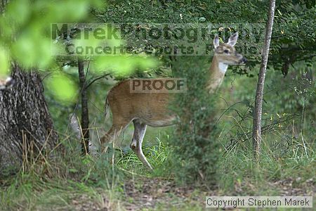 

Filename: crw_9984_std.jpg
Aperture: f/2.8
Shutter Speed: 1/250
Body: Canon EOS DIGITAL REBEL
Lens: Canon EF 80-200mm f/2.8 L