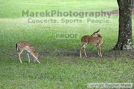 

Filename: crw_9981_std.jpg
Aperture: f/2.8
Shutter Speed: 1/320
Body: Canon EOS DIGITAL REBEL
Lens: Canon EF 80-200mm f/2.8 L