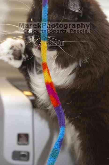 1020409145

Filename: SRM_20060115_211304_2.jpg
Aperture: f/4.0
Shutter Speed: 1/200
Body: Canon EOS 20D
Lens: Canon EF 80-200mm f/2.8 L