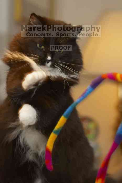 1020409145

Filename: SRM_20060115_211604_6.jpg
Aperture: f/4.0
Shutter Speed: 1/200
Body: Canon EOS 20D
Lens: Canon EF 80-200mm f/2.8 L