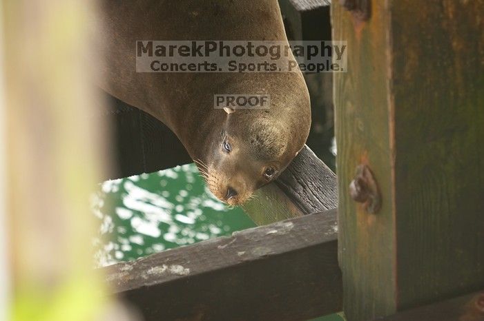 Sea lions resting under the pier at Santa Cruz, California.

Filename: SRM_20060429_180956_8.jpg
Aperture: f/2.8
Shutter Speed: 1/125
Body: Canon EOS 20D
Lens: Canon EF 80-200mm f/2.8 L