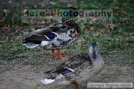 

Filename: crw_9183_std.jpg
Aperture: f/2.8
Shutter Speed: 1/250
Body: Canon EOS DIGITAL REBEL
Lens: Canon EF 80-200mm f/2.8 L