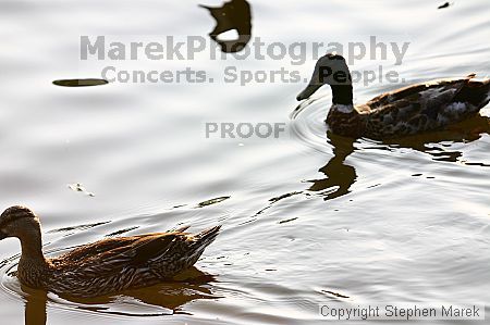 

Filename: crw_9193_std.jpg
Aperture: f/3.5
Shutter Speed: 1/320
Body: Canon EOS DIGITAL REBEL
Lens: Canon EF 80-200mm f/2.8 L