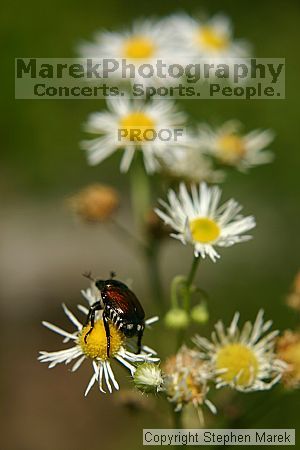 

Filename: img_8731_std.jpg
Aperture: f/5.6
Shutter Speed: 1/800
Body: Canon EOS DIGITAL REBEL
Lens: Canon EF 50mm f/1.8 II