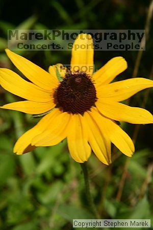 

Filename: img_8744_std.jpg
Aperture: f/18.0
Shutter Speed: 1/80
Body: Canon EOS DIGITAL REBEL
Lens: Canon EF 50mm f/1.8 II