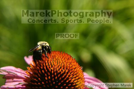 

Filename: img_8754_std.jpg
Aperture: f/8.0
Shutter Speed: 1/160
Body: Canon EOS DIGITAL REBEL
Lens: Canon EF 50mm f/1.8 II