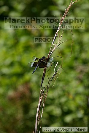 

Filename: img_8780_std.jpg
Aperture: f/9.0
Shutter Speed: 1/200
Body: Canon EOS DIGITAL REBEL
Lens: Canon EF 80-200mm f/2.8 L