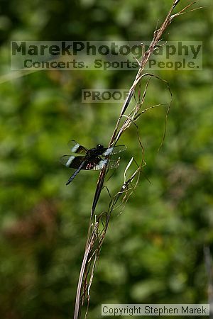 

Filename: img_8781_std.jpg
Aperture: f/8.0
Shutter Speed: 1/320
Body: Canon EOS DIGITAL REBEL
Lens: Canon EF 80-200mm f/2.8 L