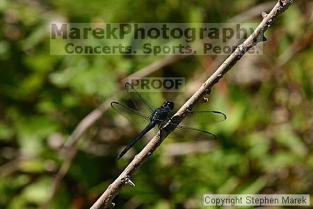 

Filename: img_8777_std.jpg
Aperture: f/9.0
Shutter Speed: 1/200
Body: Canon EOS DIGITAL REBEL
Lens: Canon EF 80-200mm f/2.8 L