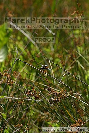 

Filename: img_8768_std.jpg
Aperture: f/6.3
Shutter Speed: 1/320
Body: Canon EOS DIGITAL REBEL
Lens: Canon EF 80-200mm f/2.8 L