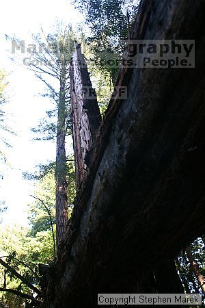 

Filename: img_9028_std.jpg
Aperture: f/7.1
Shutter Speed: 1/25
Body: Canon EOS DIGITAL REBEL
Lens: Canon EF-S 18-55mm f/3.5-5.6