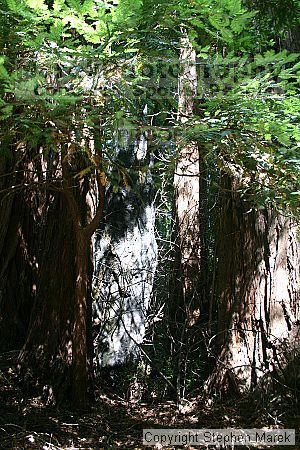 

Filename: img_9024_std.jpg
Aperture: f/5.6
Shutter Speed: 1/15
Body: Canon EOS DIGITAL REBEL
Lens: Canon EF-S 18-55mm f/3.5-5.6