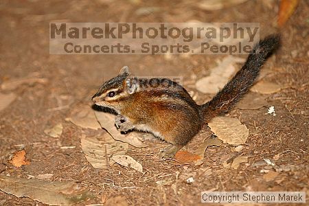 

Filename: img_9046_std.jpg
Aperture: f/2.8
Shutter Speed: 1/320
Body: Canon EOS DIGITAL REBEL
Lens: Canon EF 80-200mm f/2.8 L