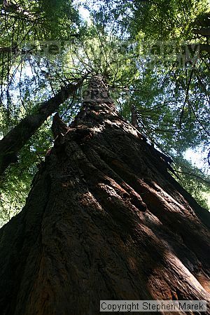 

Filename: img_9036_std.jpg
Aperture: f/5.6
Shutter Speed: 1/15
Body: Canon EOS DIGITAL REBEL
Lens: Canon EF-S 18-55mm f/3.5-5.6