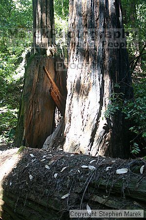 

Filename: img_9050_std.jpg
Aperture: f/3.5
Shutter Speed: 1/20
Body: Canon EOS DIGITAL REBEL
Lens: Canon EF-S 18-55mm f/3.5-5.6