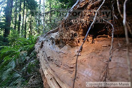 

Filename: img_9032_std.jpg
Aperture: f/5.0
Shutter Speed: 1/15
Body: Canon EOS DIGITAL REBEL
Lens: Canon EF-S 18-55mm f/3.5-5.6