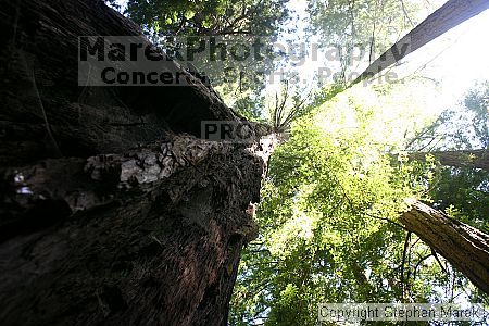 

Filename: img_9047_std.jpg
Aperture: f/8.0
Shutter Speed: 1/20
Body: Canon EOS DIGITAL REBEL
Lens: Canon EF-S 18-55mm f/3.5-5.6