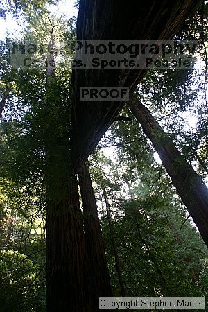 

Filename: img_9064_std.jpg
Aperture: f/7.1
Shutter Speed: 1/20
Body: Canon EOS DIGITAL REBEL
Lens: Canon EF-S 18-55mm f/3.5-5.6