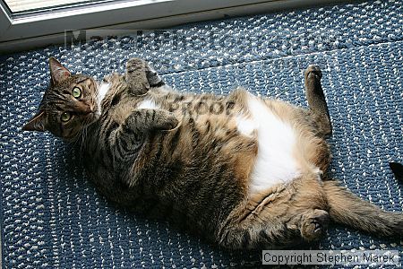 

Filename: img_7959_std.jpg
Aperture: f/9.0
Shutter Speed: 1/100
Body: Canon EOS DIGITAL REBEL
Lens: Canon EF-S 18-55mm f/3.5-5.6