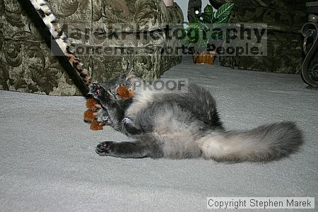 

Filename: img_7922_std.jpg
Aperture: f/6.3
Shutter Speed: 1/125
Body: Canon EOS DIGITAL REBEL
Lens: Canon EF-S 18-55mm f/3.5-5.6