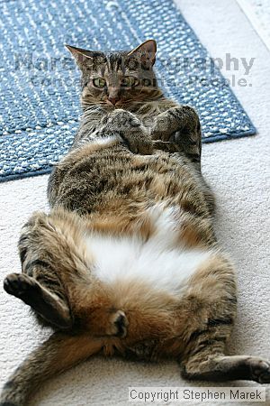 

Filename: img_7850_std.jpg
Aperture: f/3.5
Shutter Speed: 1/200
Body: Canon EOS DIGITAL REBEL
Lens: Canon EF 80-200mm f/2.8 L