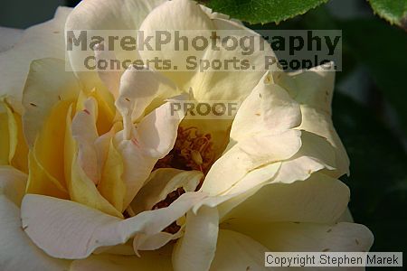 

Filename: img_7890_std.jpg
Aperture: f/16.0
Shutter Speed: 1/80
Body: Canon EOS DIGITAL REBEL
Lens: Canon EF 50mm f/1.8 II