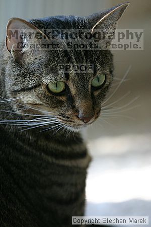 

Filename: img_7881_std.jpg
Aperture: f/3.2
Shutter Speed: 1/250
Body: Canon EOS DIGITAL REBEL
Lens: Canon EF 80-200mm f/2.8 L