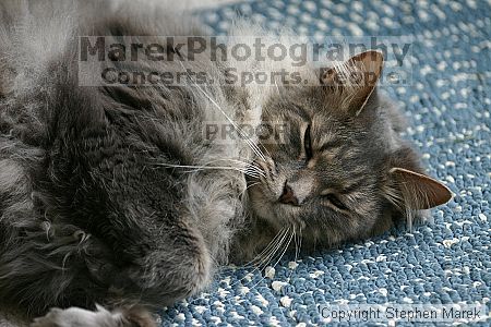 

Filename: img_7875_std.jpg
Aperture: f/2.8
Shutter Speed: 1/400
Body: Canon EOS DIGITAL REBEL
Lens: Canon EF 80-200mm f/2.8 L