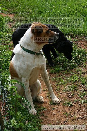 

Filename: img_7997_std.jpg
Aperture: f/7.1
Shutter Speed: 1/125
Body: Canon EOS DIGITAL REBEL
Lens: Canon EF 50mm f/1.8 II