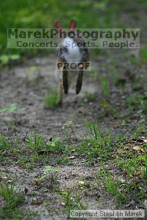 

Filename: img_7475_std.jpg
Aperture: f/3.5
Shutter Speed: 1/320
Body: Canon EOS DIGITAL REBEL
Lens: Canon EF 80-200mm f/2.8 L