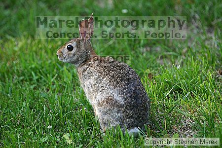 

Filename: img_7467_std.jpg
Aperture: f/3.2
Shutter Speed: 1/320
Body: Canon EOS DIGITAL REBEL
Lens: Canon EF 80-200mm f/2.8 L