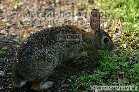 

Filename: img_7459_std.jpg
Aperture: f/2.8
Shutter Speed: 1/200
Body: Canon EOS DIGITAL REBEL
Lens: Canon EF 80-200mm f/2.8 L