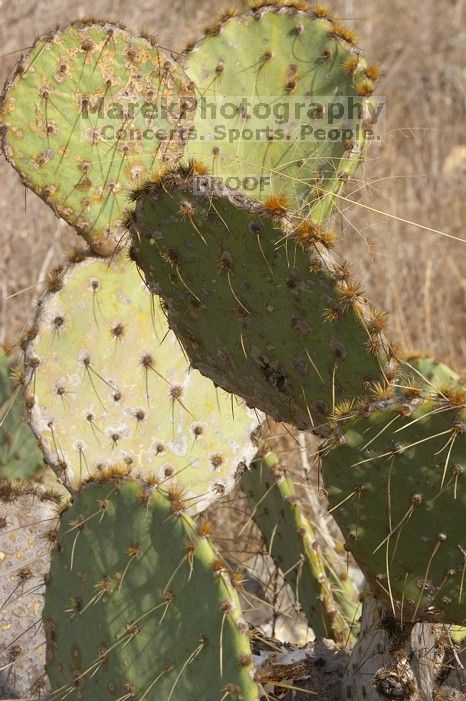 1020409145

Filename: SRM_20051230_131340_3.jpg
Aperture: f/16.0
Shutter Speed: 1/200
Body: Canon EOS 20D
Lens: Canon EF 80-200mm f/2.8 L