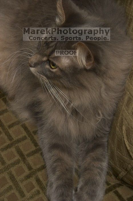 1020409145

Filename: SRM_20051226_025818_6.jpg
Aperture: f/9.0
Shutter Speed: 1/80
Body: Canon EOS 20D
Lens: Canon EF-S 18-55mm f/3.5-5.6