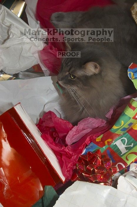 1020409145

Filename: SRM_20051225_133914_7.jpg
Aperture: f/8.0
Shutter Speed: 1/125
Body: Canon EOS 20D
Lens: Canon EF-S 18-55mm f/3.5-5.6