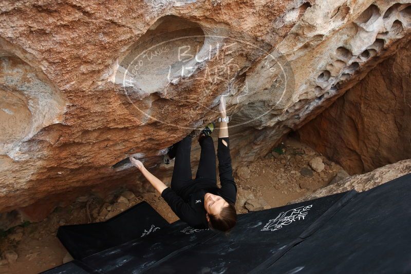 Bouldering in Hueco Tanks on 03/10/2019 with Blue Lizard Climbing and Yoga
Filename: SRM_20190310_1034280.jpg
Aperture: f/5.6
Shutter Speed: 1/320
Body: Canon EOS-1D Mark II
Lens: Canon EF 16-35mm f/2.8 L