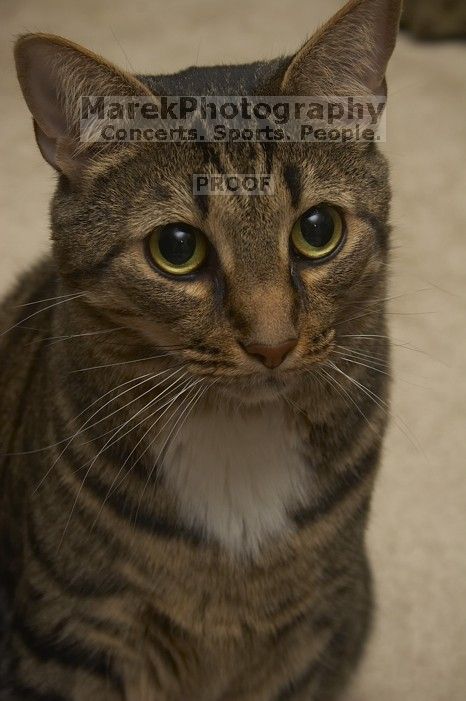 1020409145

Filename: SRM_20051225_132924_9.jpg
Aperture: f/8.0
Shutter Speed: 1/125
Body: Canon EOS 20D
Lens: Canon EF-S 18-55mm f/3.5-5.6